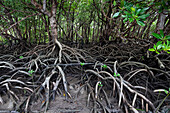 Mangroven auf der Cape York Halbinsel, Nord Queensland, Australien