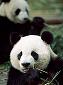 Pandas eating bamboo, Chengdu, Sichuan, China