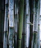 Detail of green bamboo in bamboo park, Chengdu, Sichuan, China