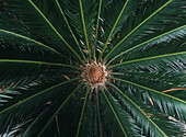 Plant in garden of the Sheraton Hotel, Willemstad, Curacao