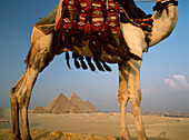 Looking under camel to Great Pyramids of Giza, Cairo, Egypt