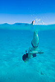 Woman snorkelling off Giftun Island on Red Sea coast near Hurghada, Egypt