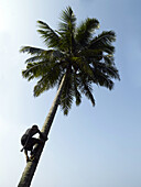 Coconut tree and picker, Low Angle View, Varkala, Kerala, South India