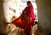 Young girl with flock of sheep, Rajasthan, India