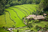Pacung Hotel and rice paddy field, Baturiti, Bali, Indonesia