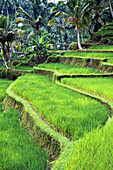 Terraced fields of rice, Paddies around Gunung Kawi Tampakasiring, near Ubud, Bali, Indonesia