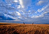 Giraffes standing in dry grass, Masai Mara, Mara Game Reserve, Kenya
