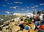 Fishgutters and seagulls beside fishing port, Essaouira, Morocco