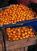 Tangerines for sale in fruit shop in Essaouira, Morocco.