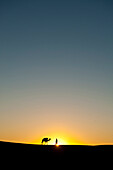 Silhouette of Berber 'Blue man' leading camel across sand dunes at dusk in the Erg Chebbi area of the Sahara Desert, Merzouga, Morocco.