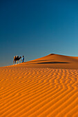 Berber leading camel across sand dunes at dusk in the Erg Chebbi, Sahara Desert, Merzouga, Morocco.