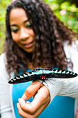 Raja Brooke butterfly, Cameron Highlands, Pahang, Malaysia