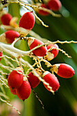 Royal palm fruits, Pulau Pinang, Malaysia