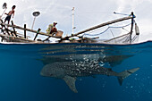 Walhai unter Fischer-Plattform Bagan, Rhincodon typus, Cenderawasih Bucht, West Papua, Papua Neuguinea, Neuguinea, Ozeanien
