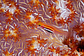 Pracht Zwerggrundel in Weichkoralle, Eciota pellucida, Cenderawasih Bucht, West Papua, Papua Neuguinea, Neuguinea, Ozeanien