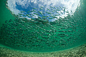 Schwarm Gelbstreifen Heringsmakrelen in Lagune der Insel Ahe, Selaroides leptolepis, Cenderawasih Bucht, West Papua, Papua Neuguinea, Neuguinea, Ozeanien