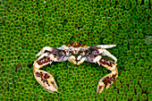 Porzellan Krebs in seiner Anemone, Neopetrolisthes oshimai, Cenderawasih Bucht, West Papua, Papua Neuguinea, Neuguinea, Ozeanien