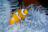 Juveniler Orange Ringel Anemonenfisch weisser Anemone, Amphiprion ocellaris, Heteractis magnifica, Cenderawasih Bucht, West Papua, Papua Neuguinea, Neuguinea, Ozeanien