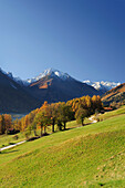 Meadows of Telfes with larches in autumn colours with Stubai range in background, Telfes, valley of Stubai, Stubai range, Tyrol, Austria, Europe