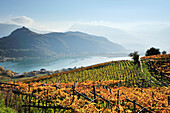 Vineyard in autumn colours above lake Kalterer See, lake Kalterer See, South Tyrol, Italy, Europe