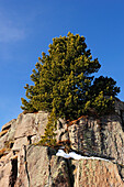 Zirbelkiefer auf Felsblock, Iuribrutto, Fleimstal, Dolomiten, UNESCO Weltnaturerbe Dolomiten, Trentino, Italien, Europa