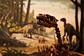 Display of a dinosaur skeleton, Heritage Center, Bismarck, Burleigh County, North Dakota, USA