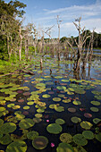 Victoria amazonica giant water lilies on Lago Vitoria Regia lake near side arm of Amazon river, near Manaus, Amazonas, Brazil, South America