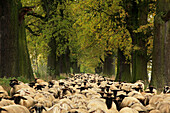 Flock of sheep in an oak alley, Hofgeismar, Hesse, Germany, Europe