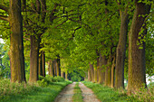 Oak alley in idyllic landscape, Hofgeismar, Hesse, Germany, Europe