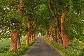 Maple alley amidst fields, Ruegen island, Baltic Sea, Mecklenburg-Western Pomerania, Germany, Europe