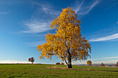 Birke im Herbst, Wernigerode, Harz, Sachsen-Anhalt, Deutschland, Europa