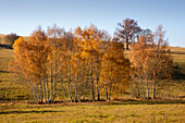 Birken im Herbst, Wernigerode, Harz, Sachsen-Anhalt, Deutschland, Europa
