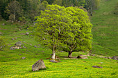 Maple tree in a meadow, Allgaeu, Bavaria, Germany, Europe