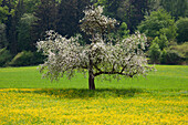 Blühender Apfelbaum, Bayern, Deutschland, Europa