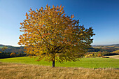 Cherry tree in autumn in front of view over the hills of the Eifel, near Nuerburg, Eifel, Rhineland-Palatinate, Germany, Europe