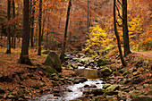 Stream in autumnal forest at Ilse valley, Heinrich-Heine-hiking trail, near Ilsenburg, Harz mountains, Saxony-Anhalt, Germany, Europe