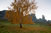 Herbstliche Birke vor der Teufelsmauer, bei Thale, Harz, Sachsen-Anhalt, Deutschland, Europa