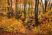 Autumnal forest at nature reserve Felsenmeer, Sauerland, North Rhine-Westphalia, Germany, Europe