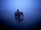 Man riding on elephant in water, dawn, Chitwan, Nepal