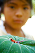 Girl looking at red frog on leaf, Red Frog Beach, Bocas del Toro, Caribbean, Panama