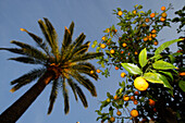 Orange tree and palm tree, Close Up, Seville, Spain