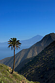 A solitary palm tree with Mount Teide and the Island of Tenerife behind viewed from the Vallehermoso trail, Integral Nature Reserve, Island of La Gomera, Island of La Gomera. Canary Islands. Spain