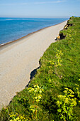 Seaweed covered beach, Weybourne, Norfolk, England