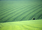 Green Fields with one tree, East Sussex, England