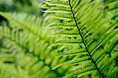 Plant detail, Close up, United Kingdom