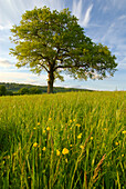 Solitary oak tree and wildflowers in field, Surrey, England