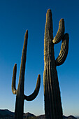 Two Saguaro cacti in the Sonoran Desert, Pinnacle Peak Park. Arizona, USA.