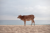 Kuh weidet am Strand von Batticaloa, Sri Lanka, Indischer Ozean