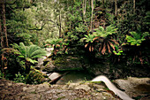 Waterfall with ferns, Liffey Falls National Park, Tasmania, Australia