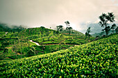 Wolken ziehen über eine Teeplantage, Teeherstellung, Haputale, Hochland Sri Lanka